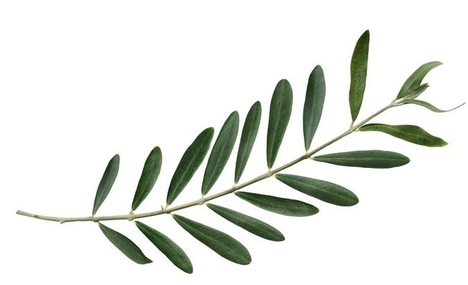 ε1
